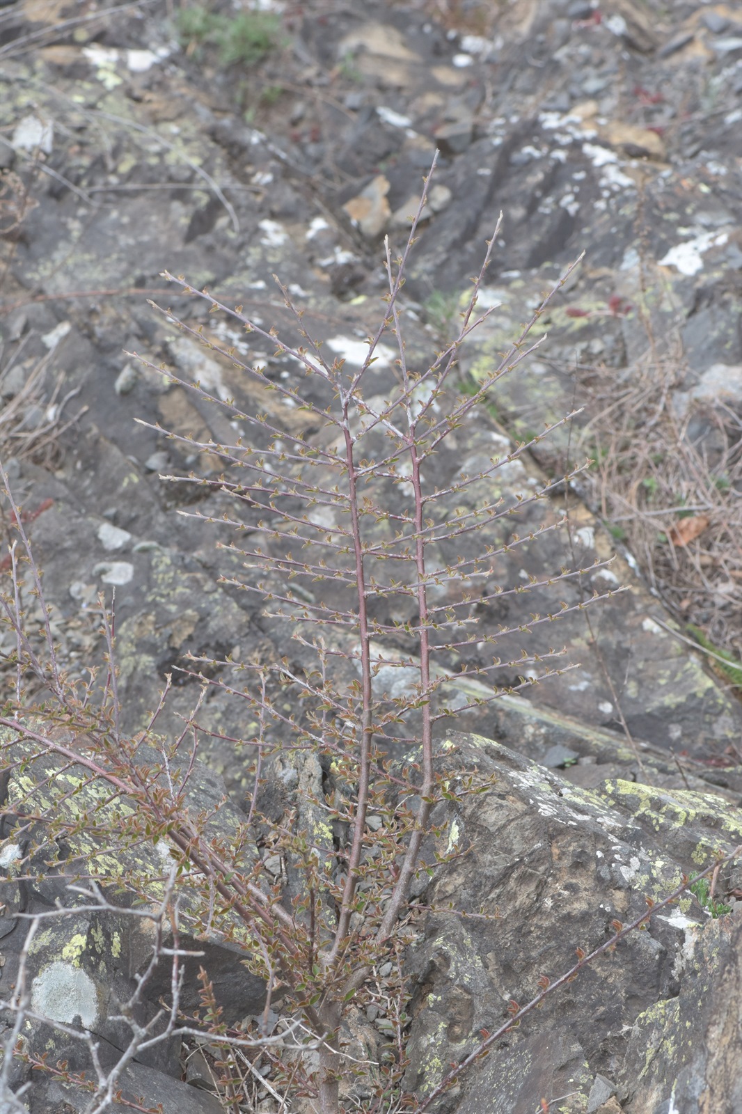 Cotoneaster horizontalis (rock cotoneaster) (alternate view 14)