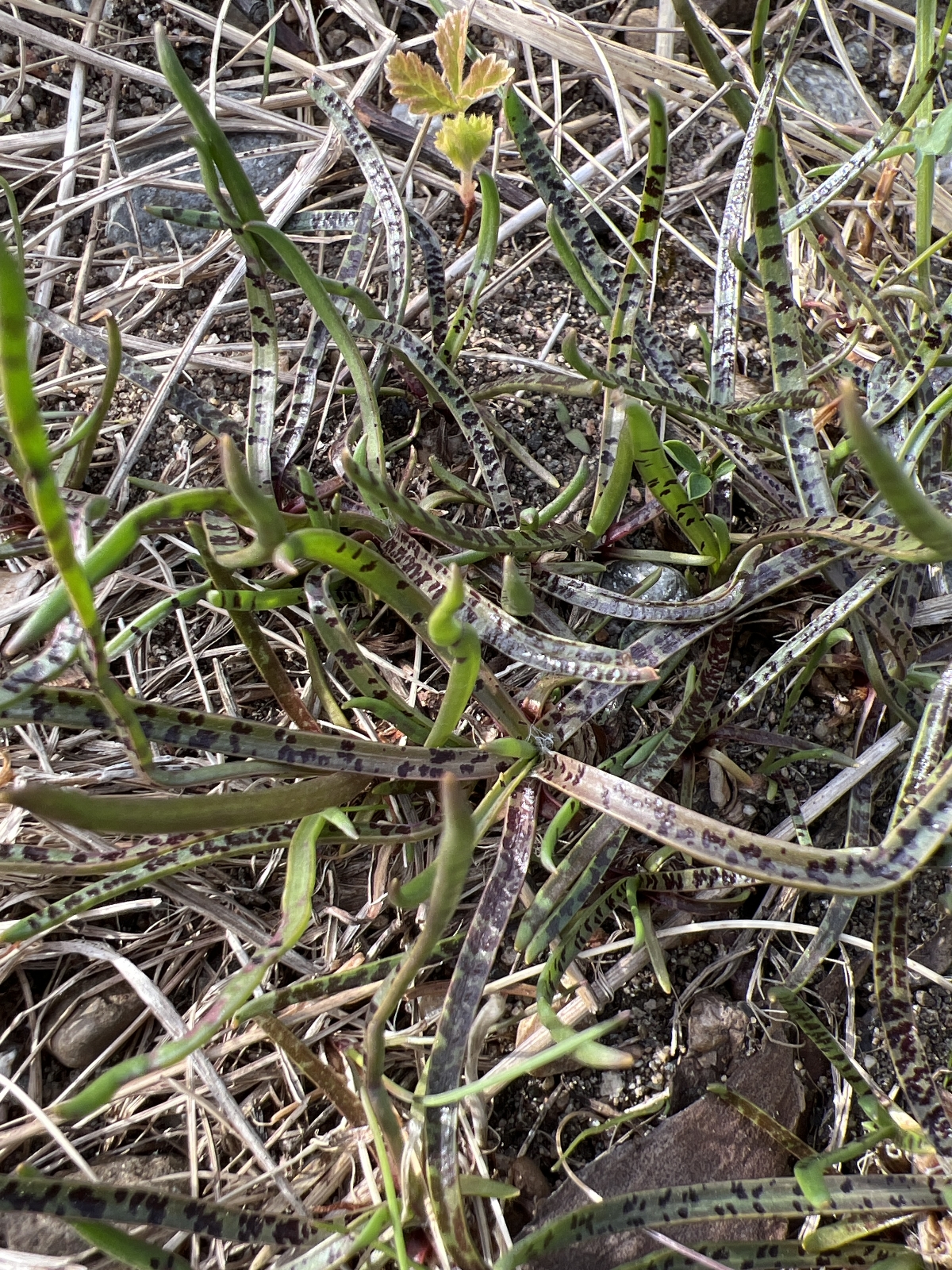 Plantago maritima (Sea Plantain) (alternate view 13)