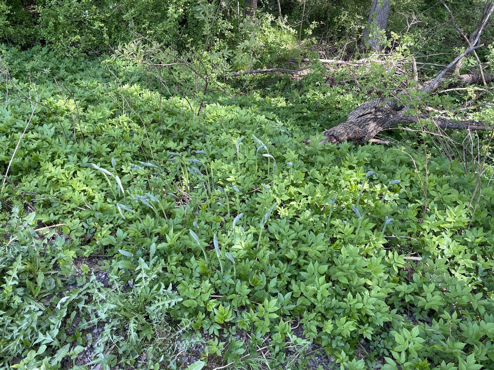 Polygonatum x hybridum (alternate view 11)