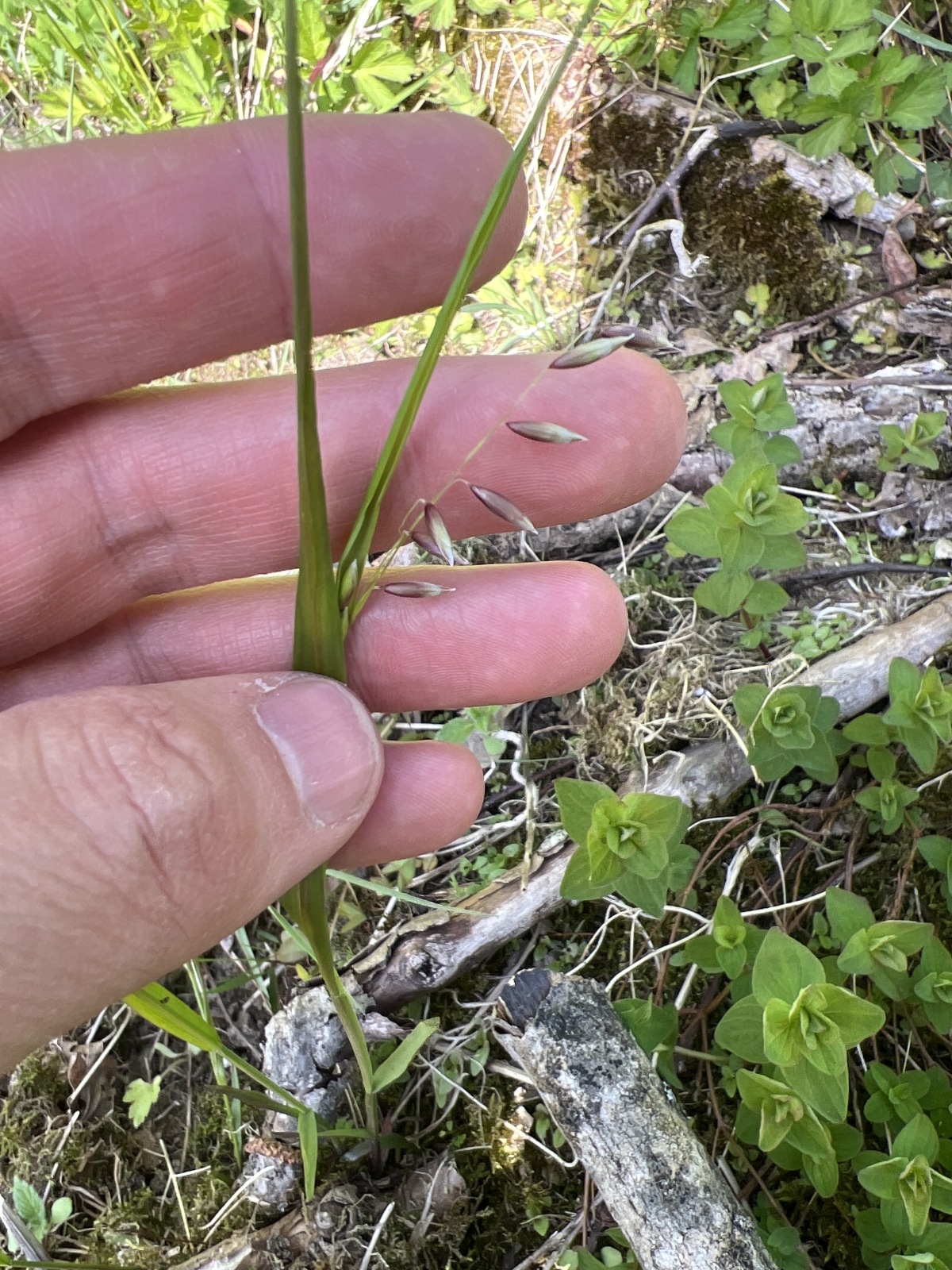 Melica nutans (alternate view 4)