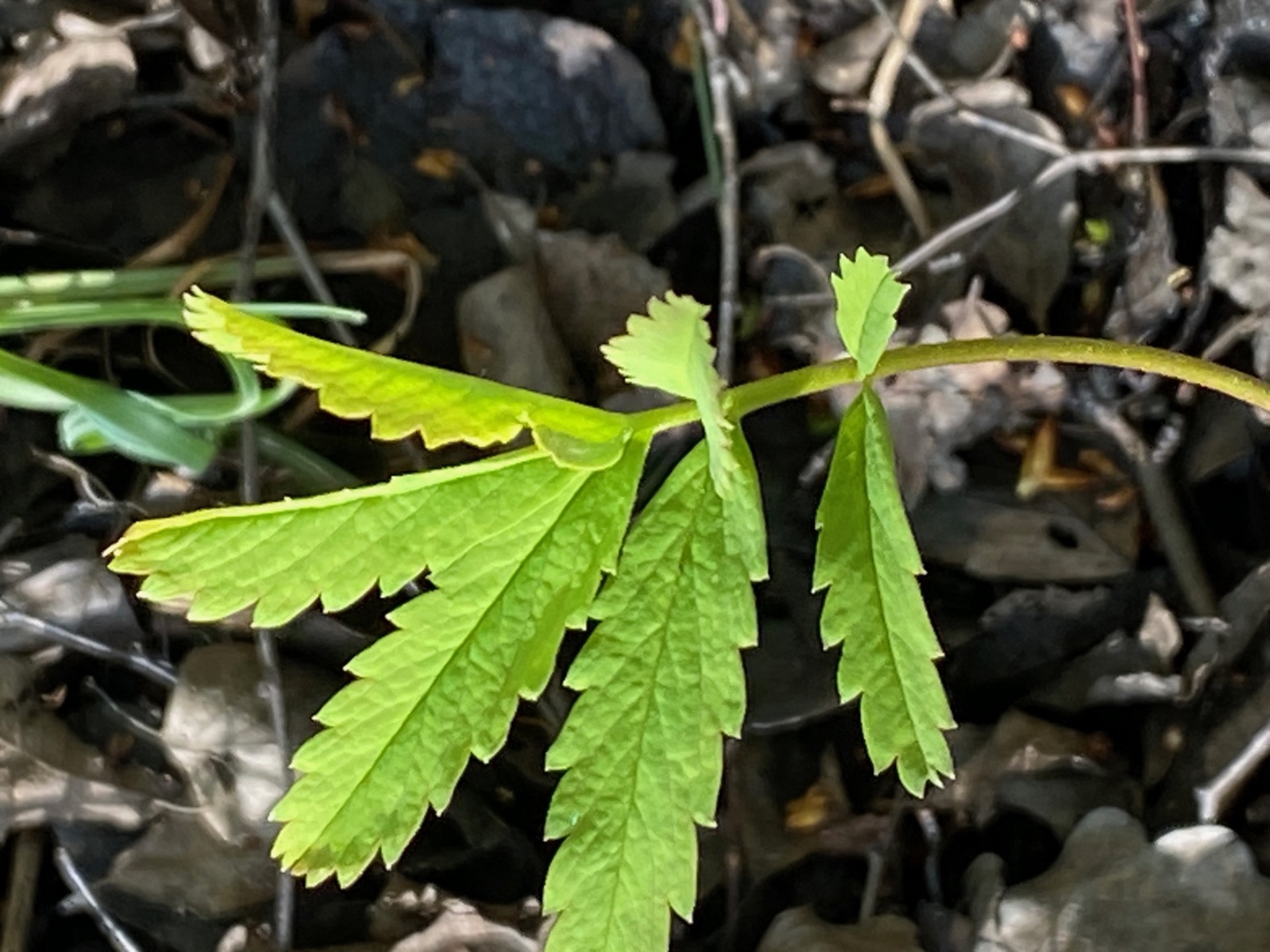 Comarum palustre (marsh cinquefoil) (alternate view 11)