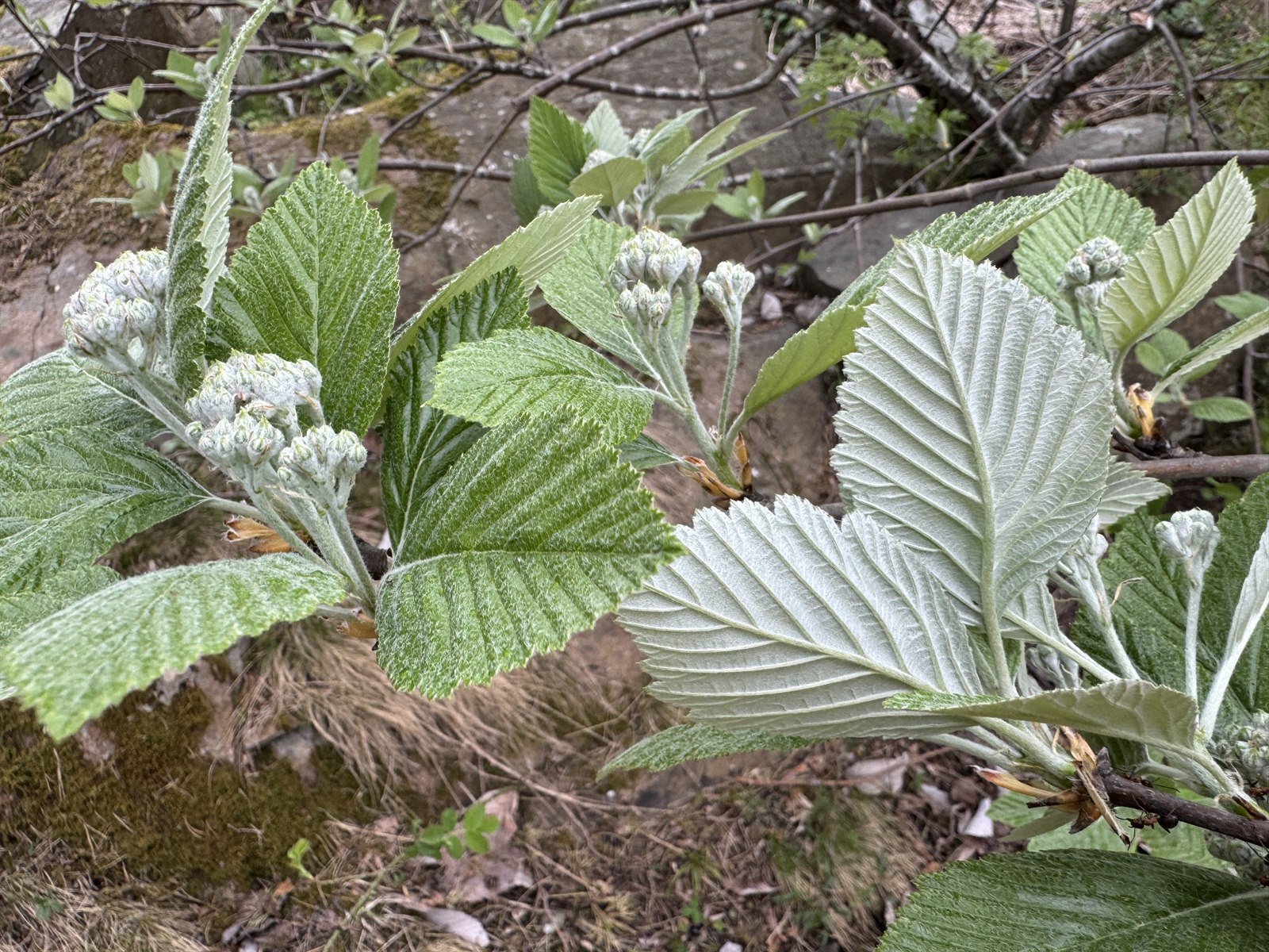 Aria edulis (Whitebeam) (alternate view 11)
