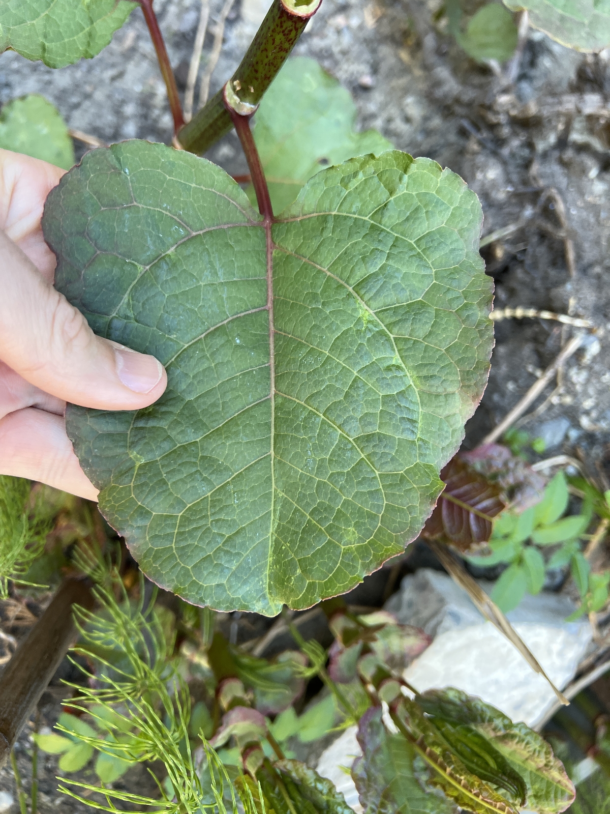 Fallopia × bohemica (Bohemian giant knotweed) (alternate view 3)