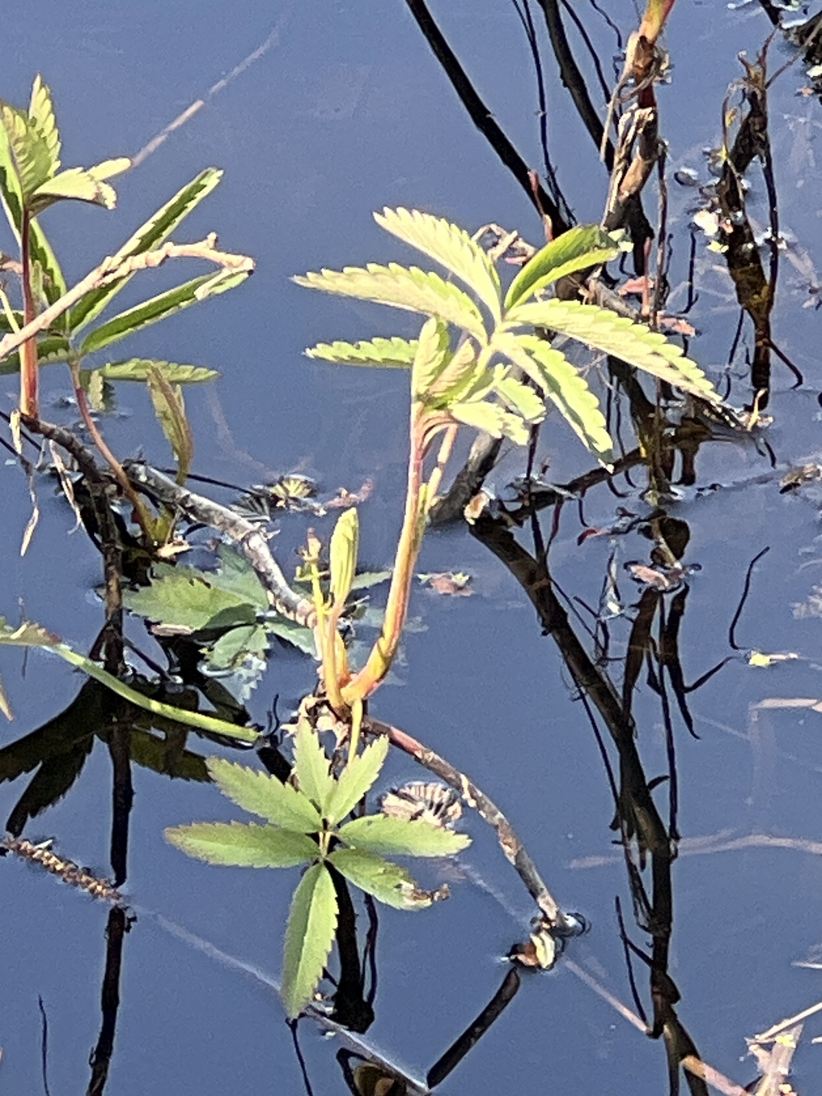 Comarum palustre (marsh cinquefoil) (alternate view 12)