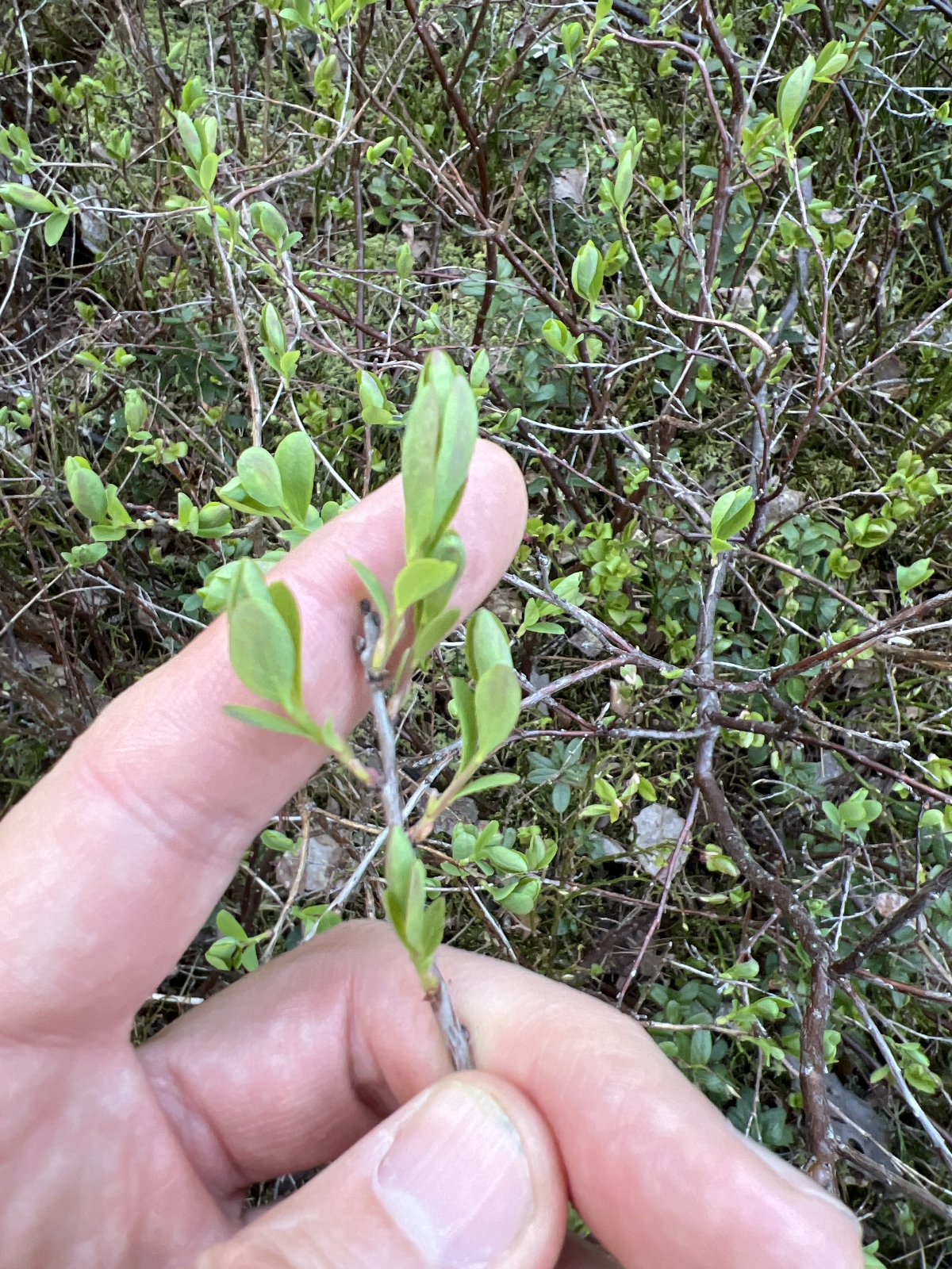 Vaccinium uliginosum (bog bilberry) (alternate view 11)