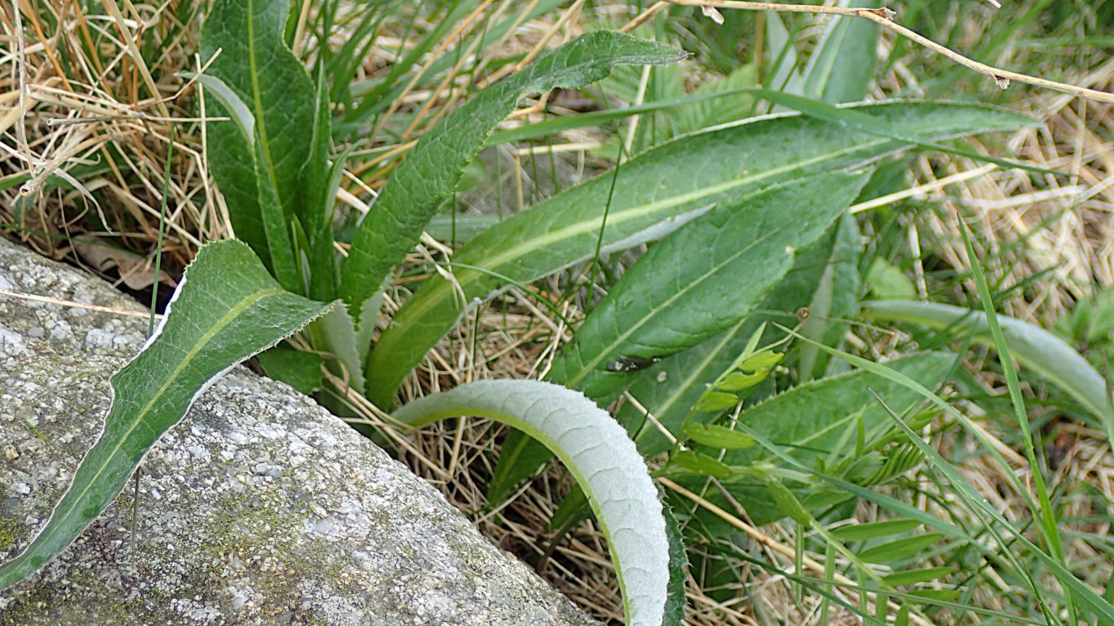 Cirsium heterophyllum (Melancholy Thistle) (alternate view 11)