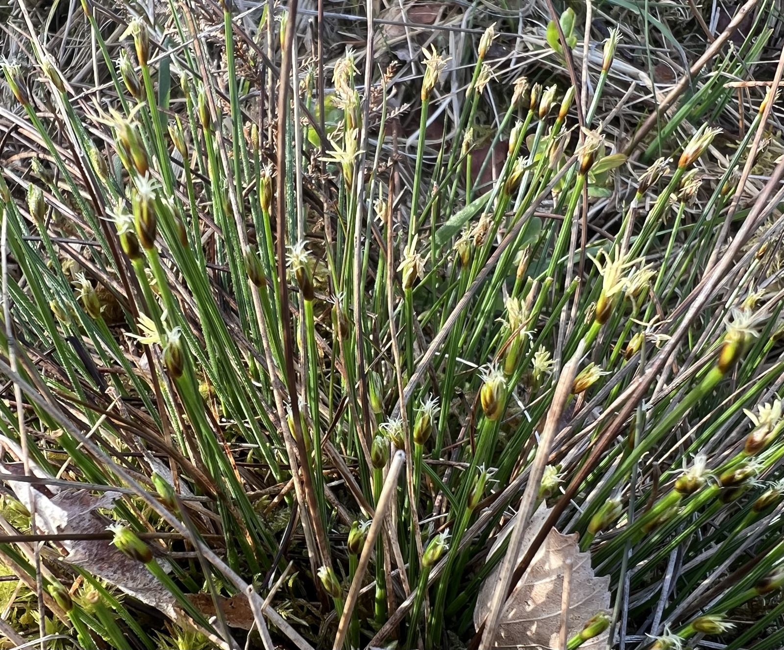 Trichophorum cespitosum (Tufted Bulrush) (alternate view 9)
