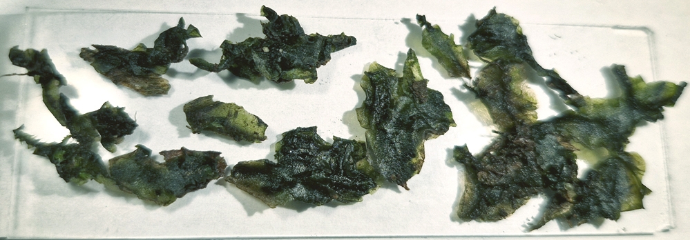 Pellia epiphylla (common pellia) (alternate view 12)