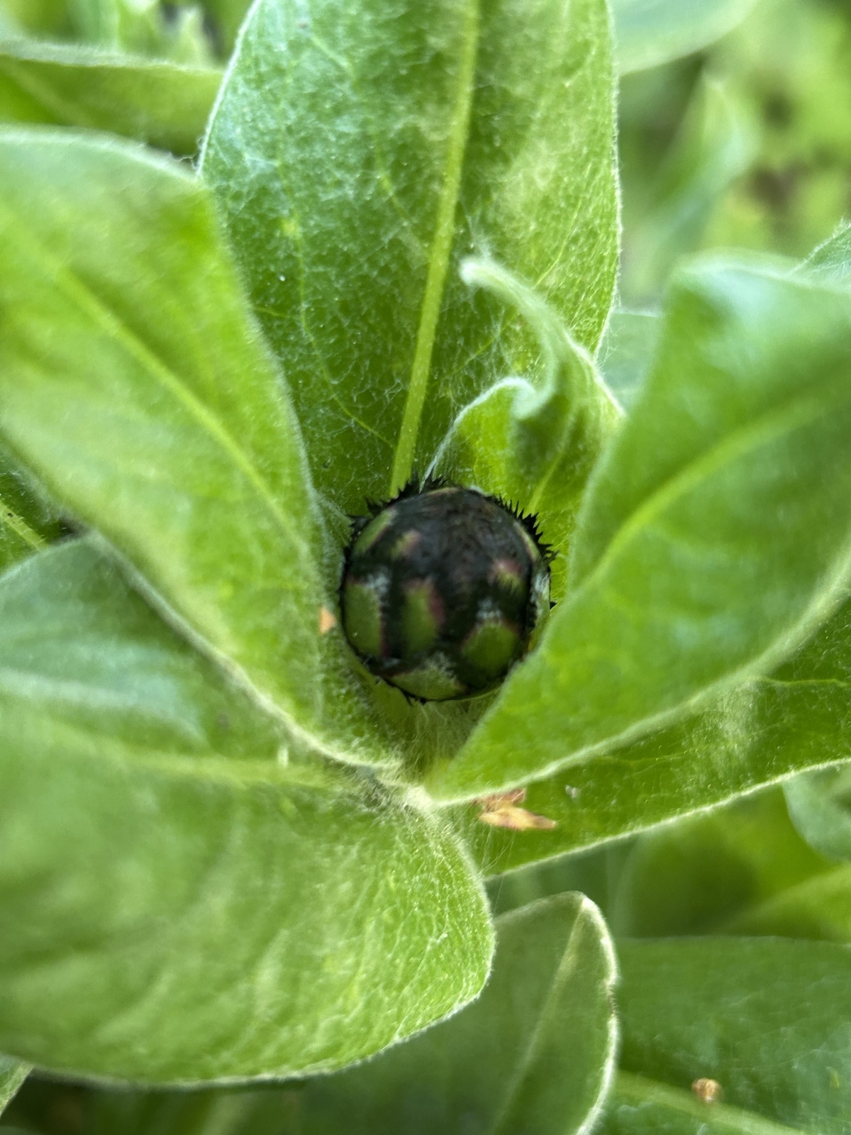 Centaurea montana (Perennial Cornflower) (alternate view 12)