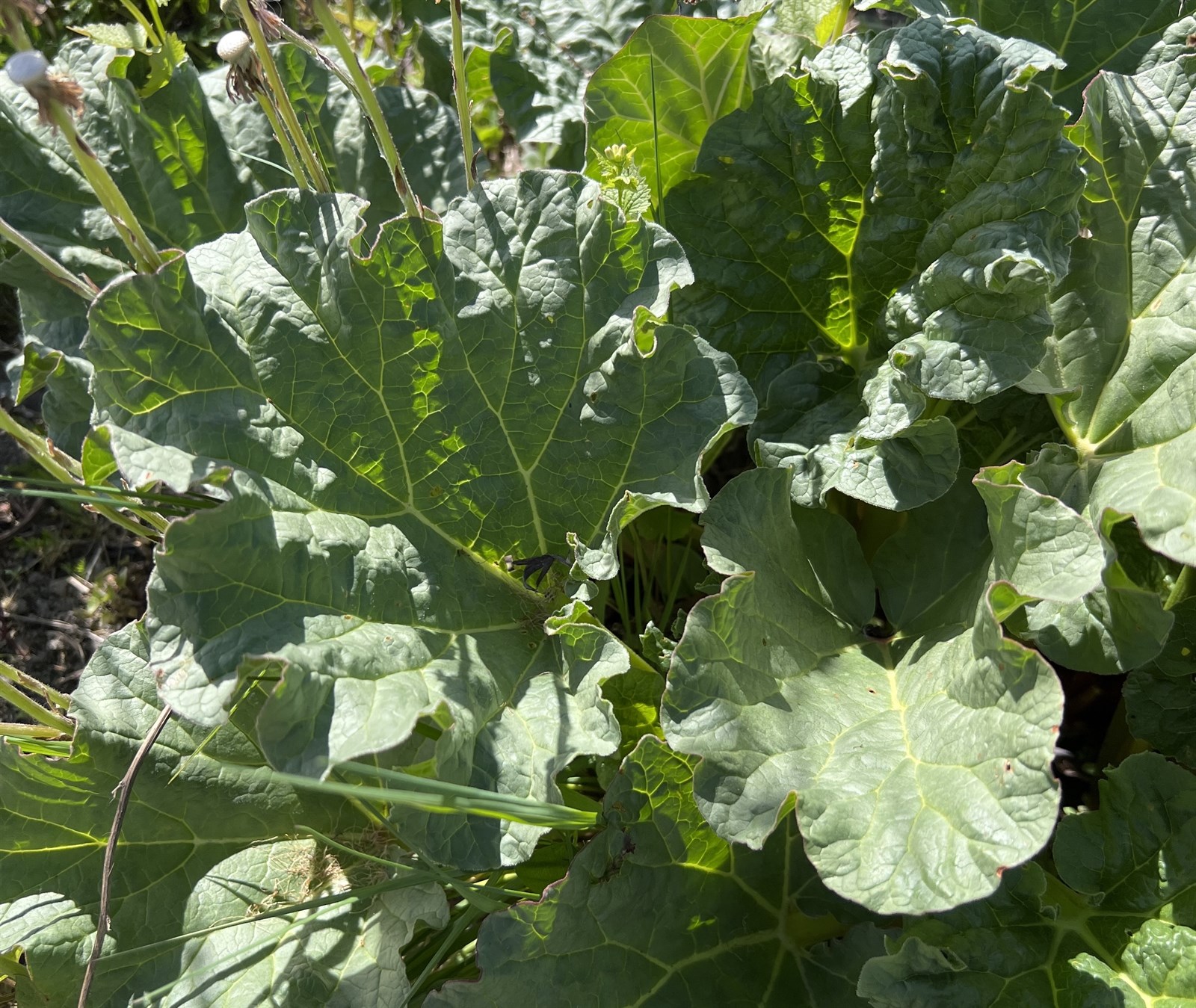 Rheum rhabarbarum (Rhubarb) (alternate view 11)