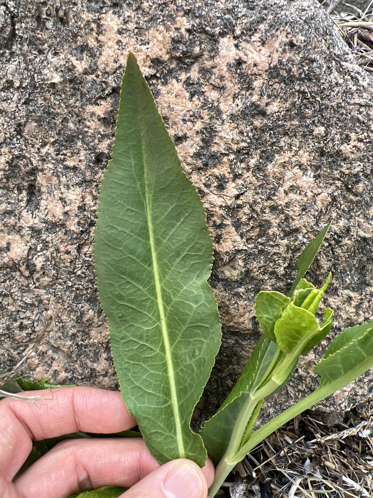 Lepidium latifolium (perennial pepperweed) (alternate view 11)