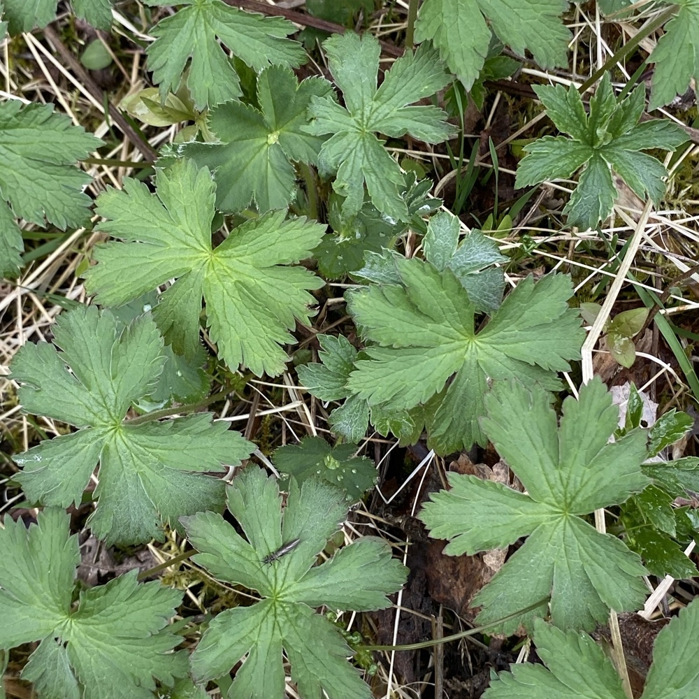 Geranium sylvaticum (wood crane's-bill) (alternate view 11)