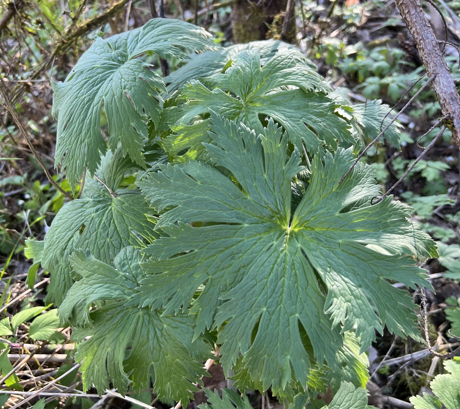 Aconitum (Monkshoods) (alternate view 3)