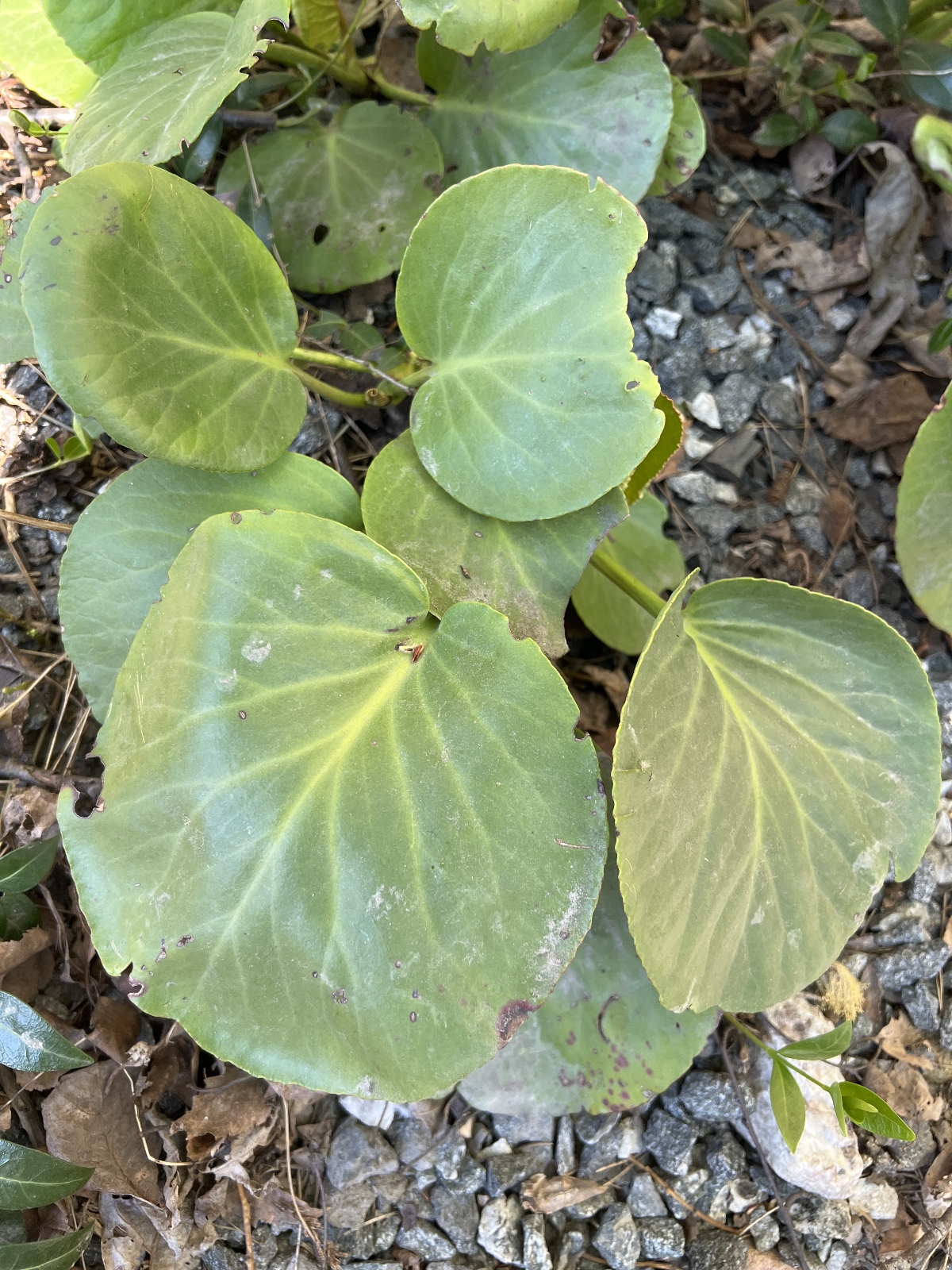 Bergenia crassifolia (Heartleaf bergenia) (alternate view 3)