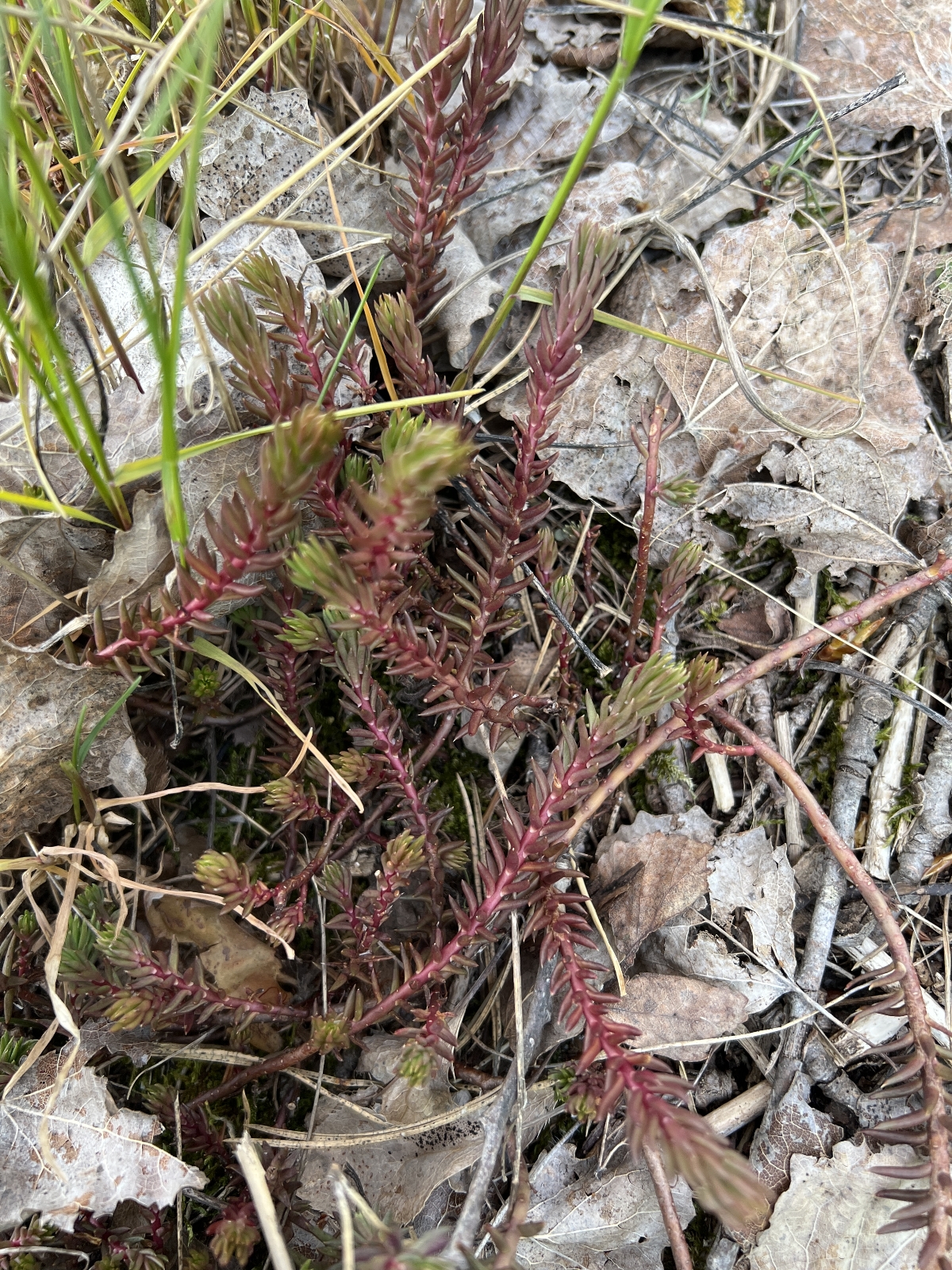 Petrosedum rupestre (Reflexed Stonecrop) (alternate view 14)