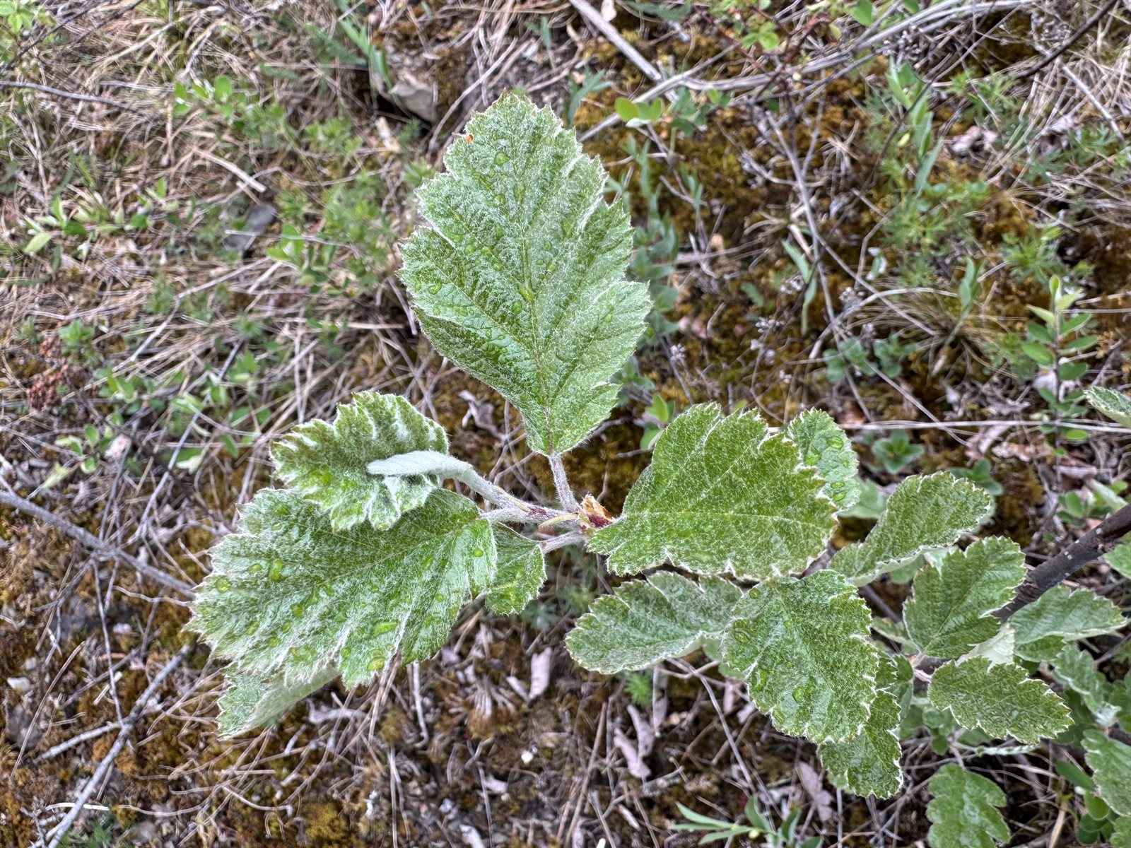 Scandosorbus intermedia (Swedish Whitebeam) (alternate view 12)