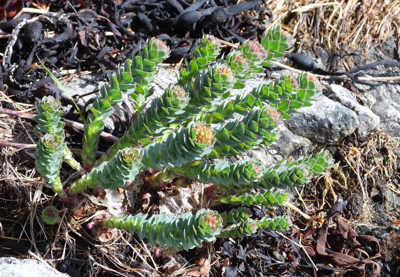 Rhodiola rosea (Roseroot) (alternate view 12)