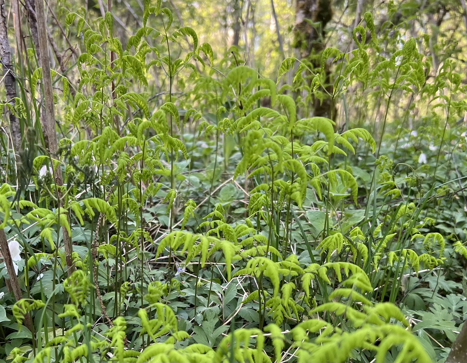 Gymnocarpium dryopteris (Northern Oak Fern)