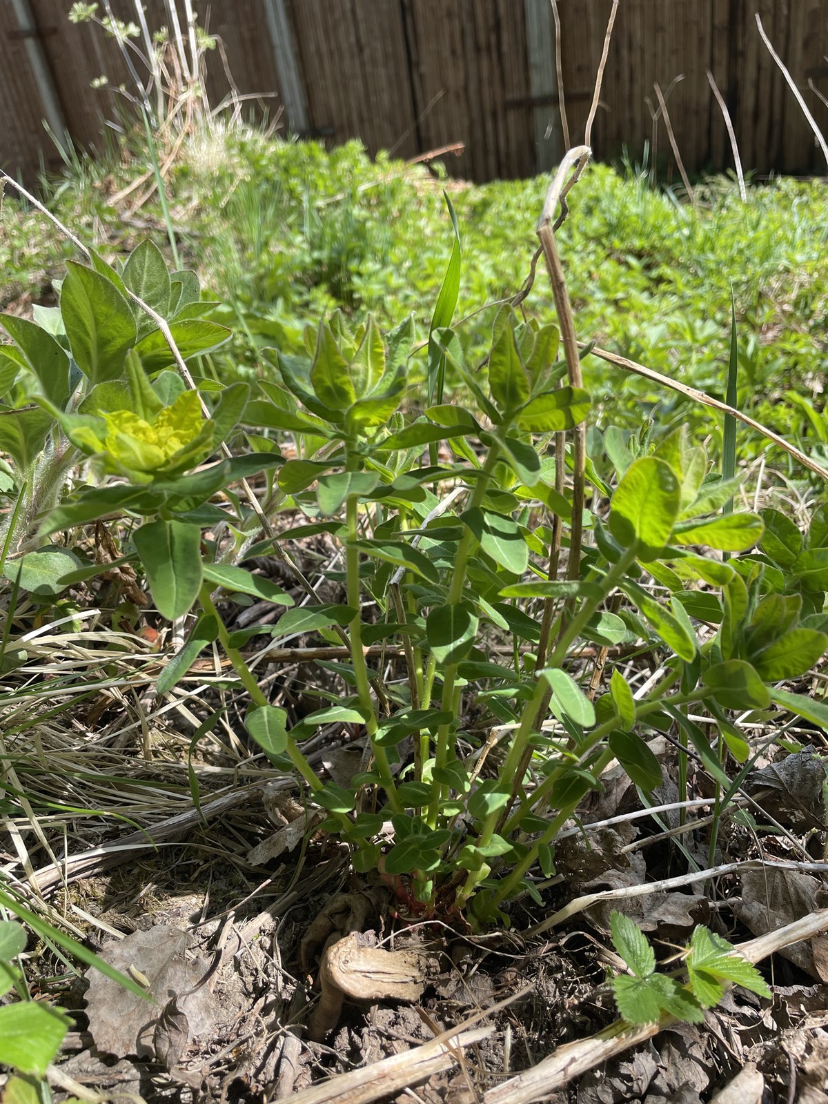 Euphorbia polychroma (alternate view 2)