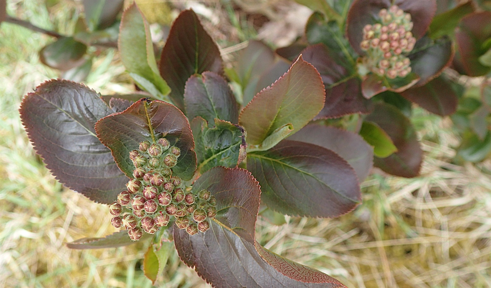 Aronia × prunifolia (purple chokeberry) (alternate view 3)