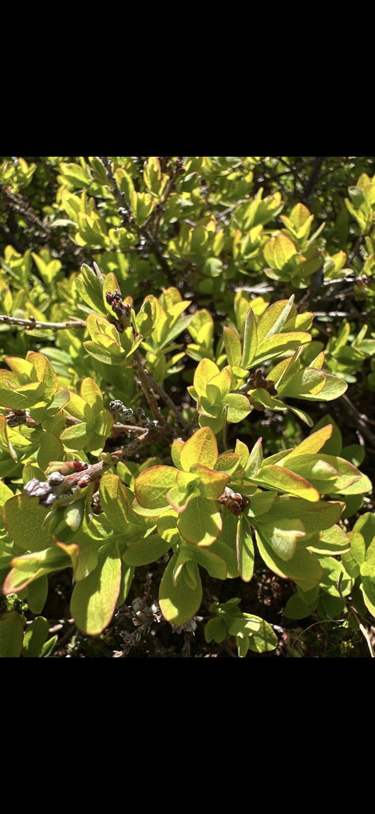 Vaccinium uliginosum (bog bilberry) (alternate view 10)