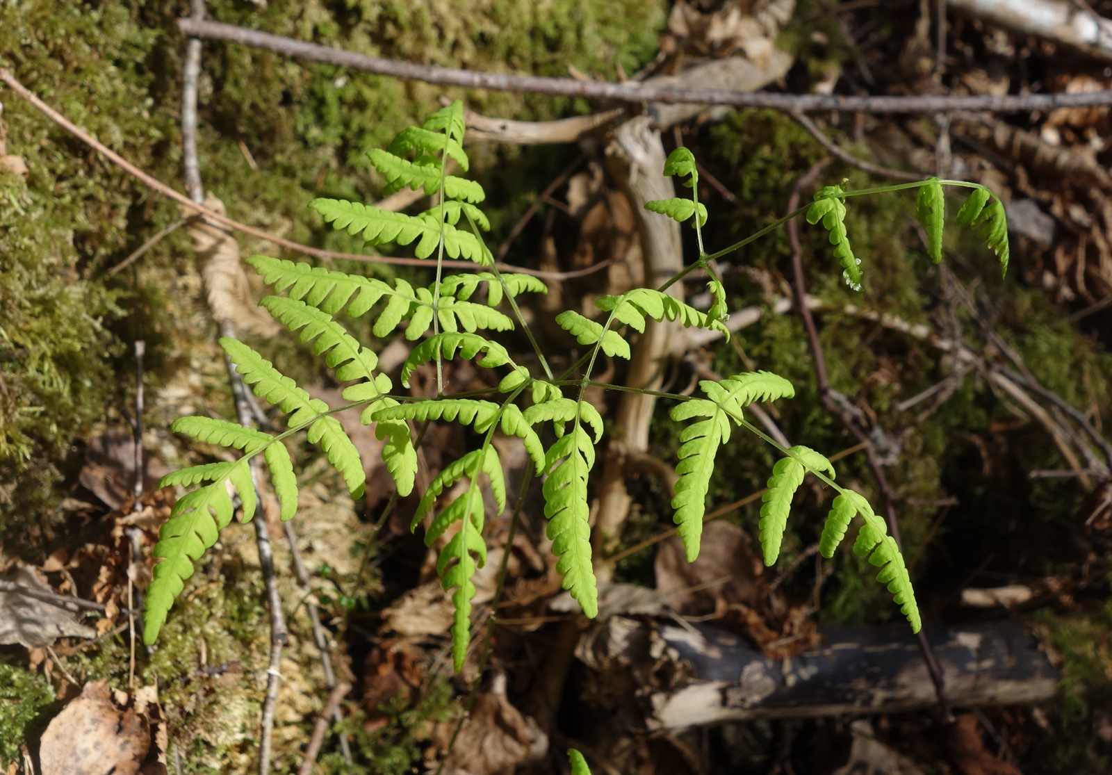 Gymnocarpium dryopteris (Northern Oak Fern) (alternate view 3)