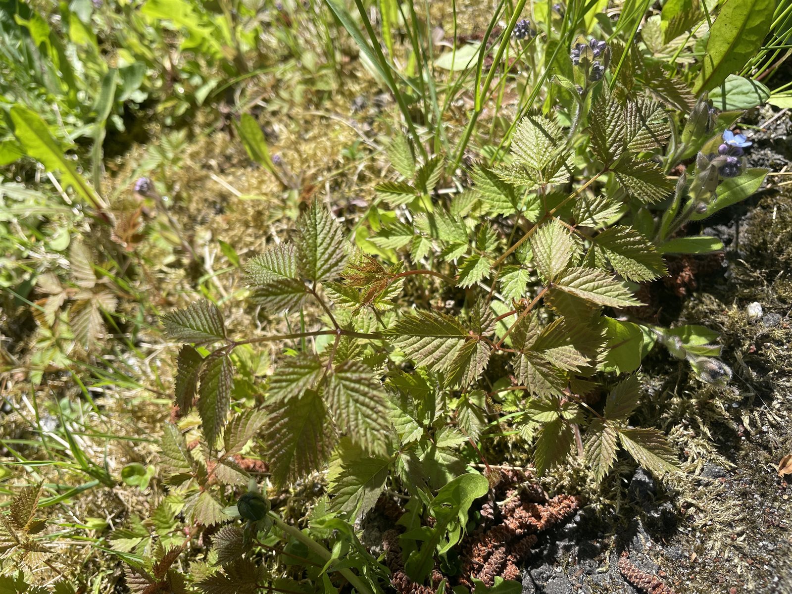 Aruncus dioicus (goatsbeard) (alternate view 11)