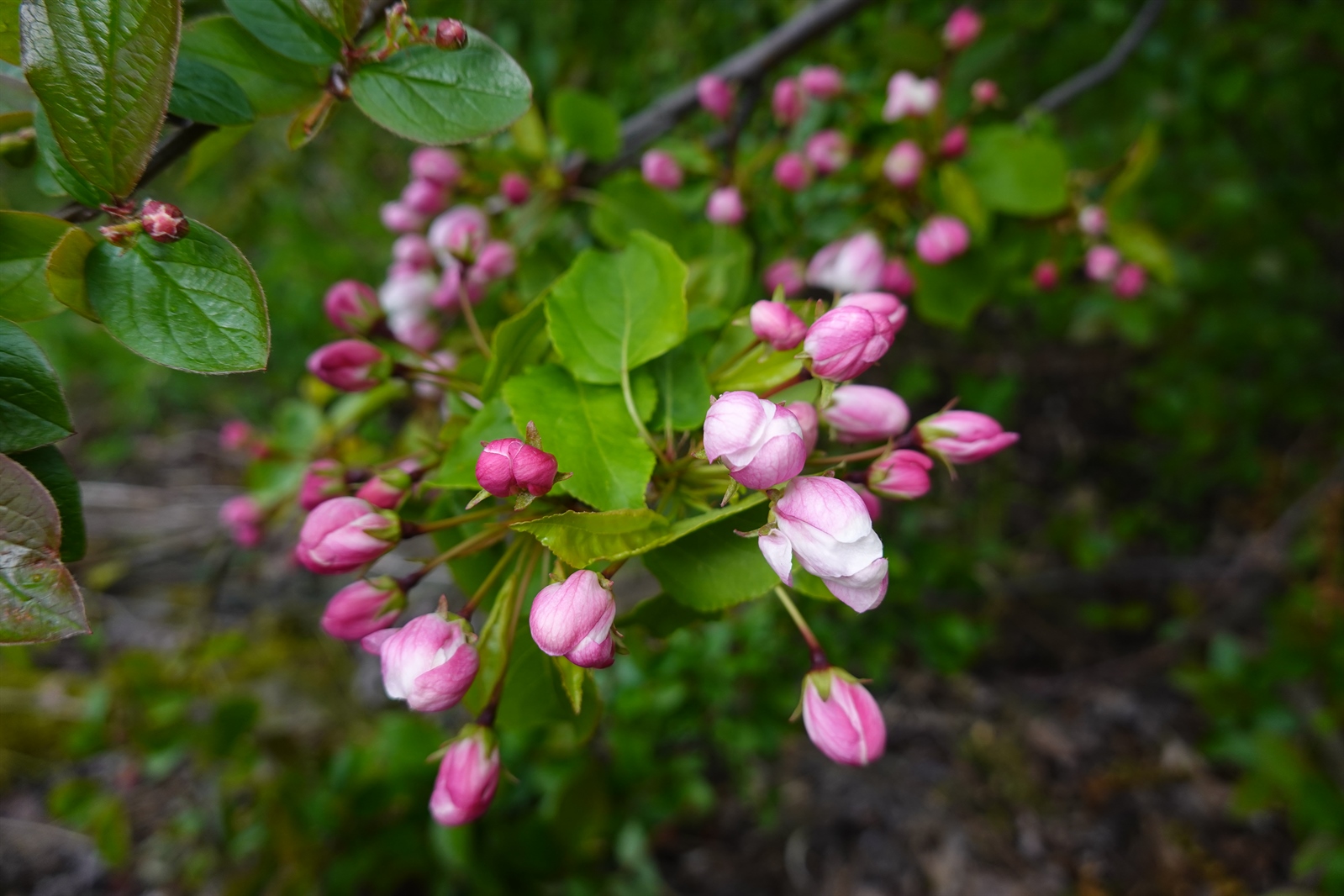 Malus sylvestris (European Wild Apple) (alternate view 12)