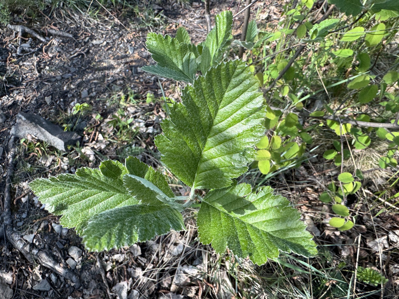 Scandosorbus intermedia (Swedish Whitebeam) (alternate view 11)