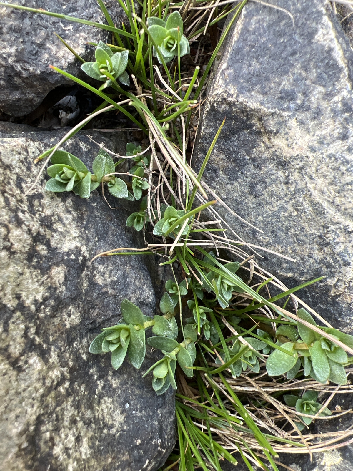Lysimachia maritima (Sea Milkwort) (alternate view 14)