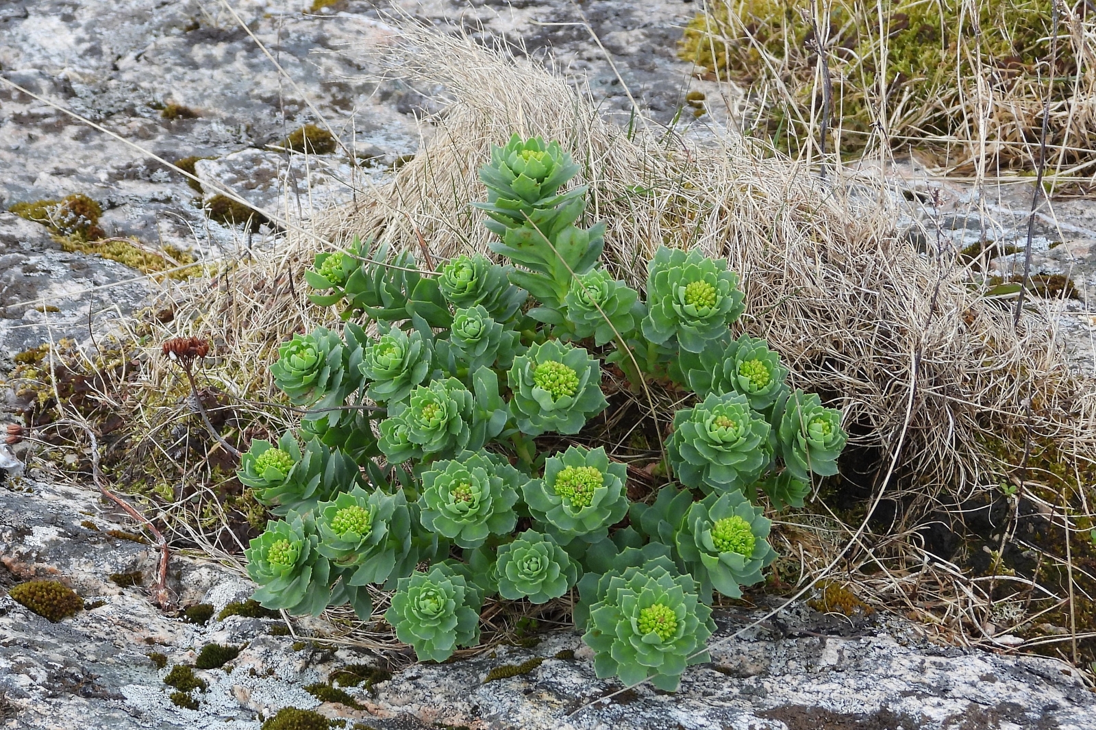 Rhodiola rosea (Roseroot) (alternate view 13)