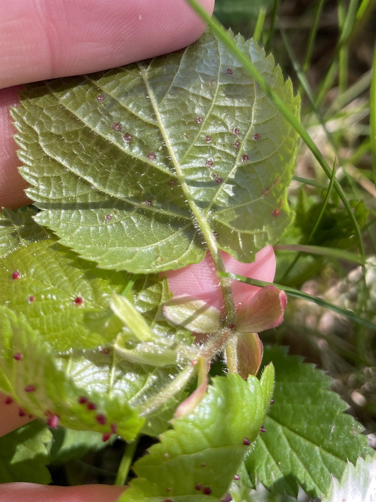 Tilia platyphyllos (Bigleaf Linden) (alternate view 10)