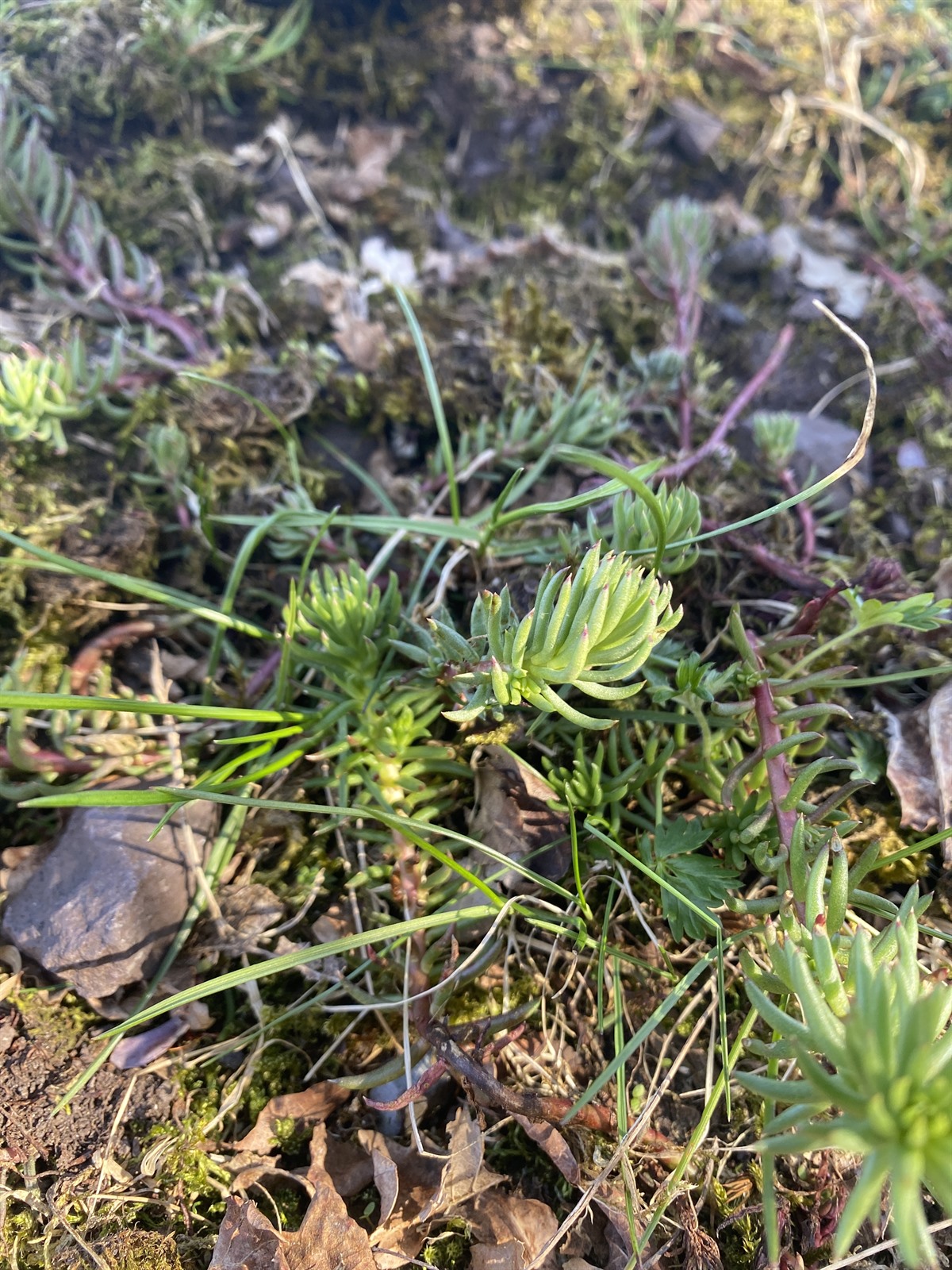 Petrosedum rupestre (Reflexed Stonecrop) (alternate view 12)