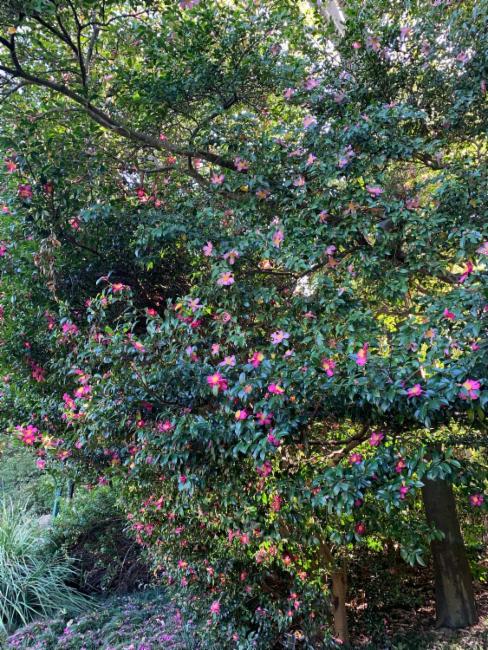 Camellia (Camellias)