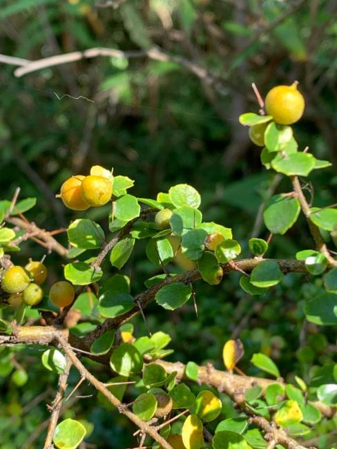 Pittosporum multiflorum (orange thorn) (alternate view 12)