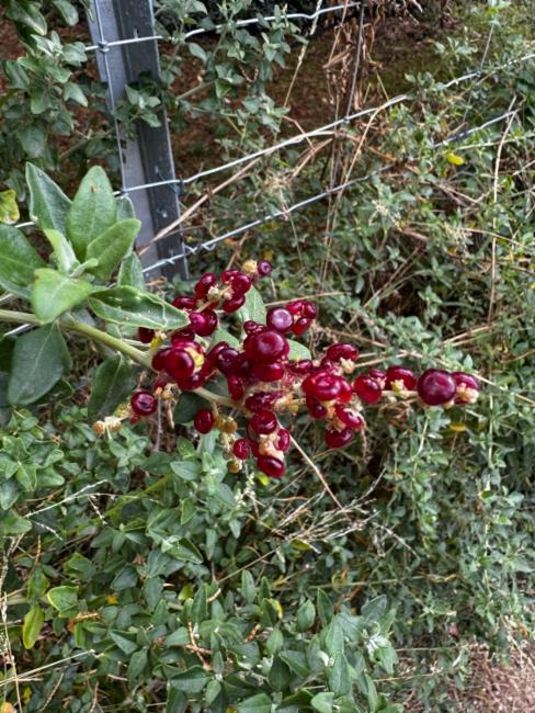 Rhagodia candolleana (Seaberry Saltbush) (alternate view 7)