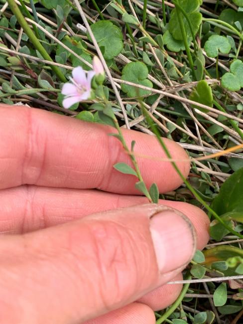 Samolus repens (Sea Primrose) (alternate view 10)