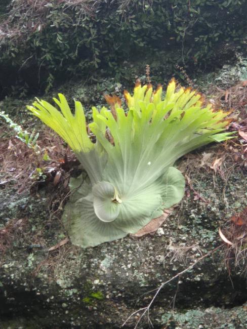 Platycerium superbum (Stag Horn Fern) (alternate view 10)