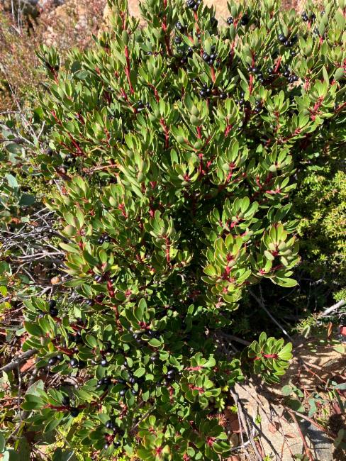 Tasmannia lanceolata (Mountain Pepper) (alternate view 11)