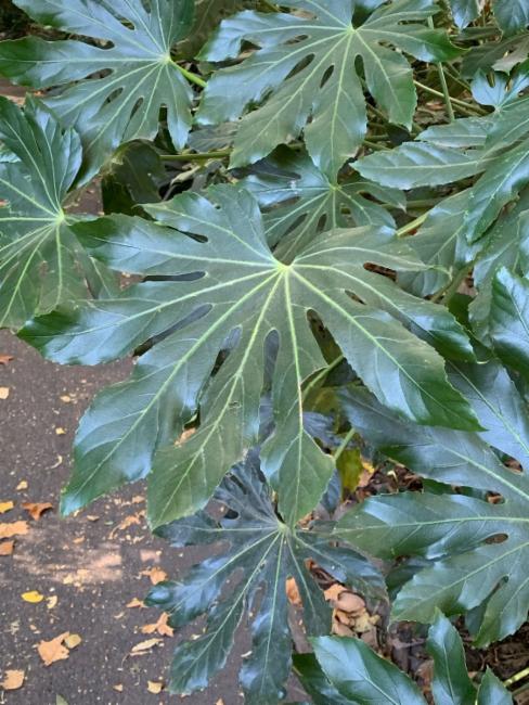 Fatsia