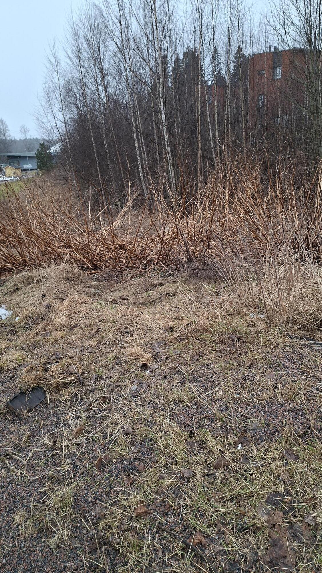 Fallopia sachalinensis (giant knotweed) (alternate view 2)