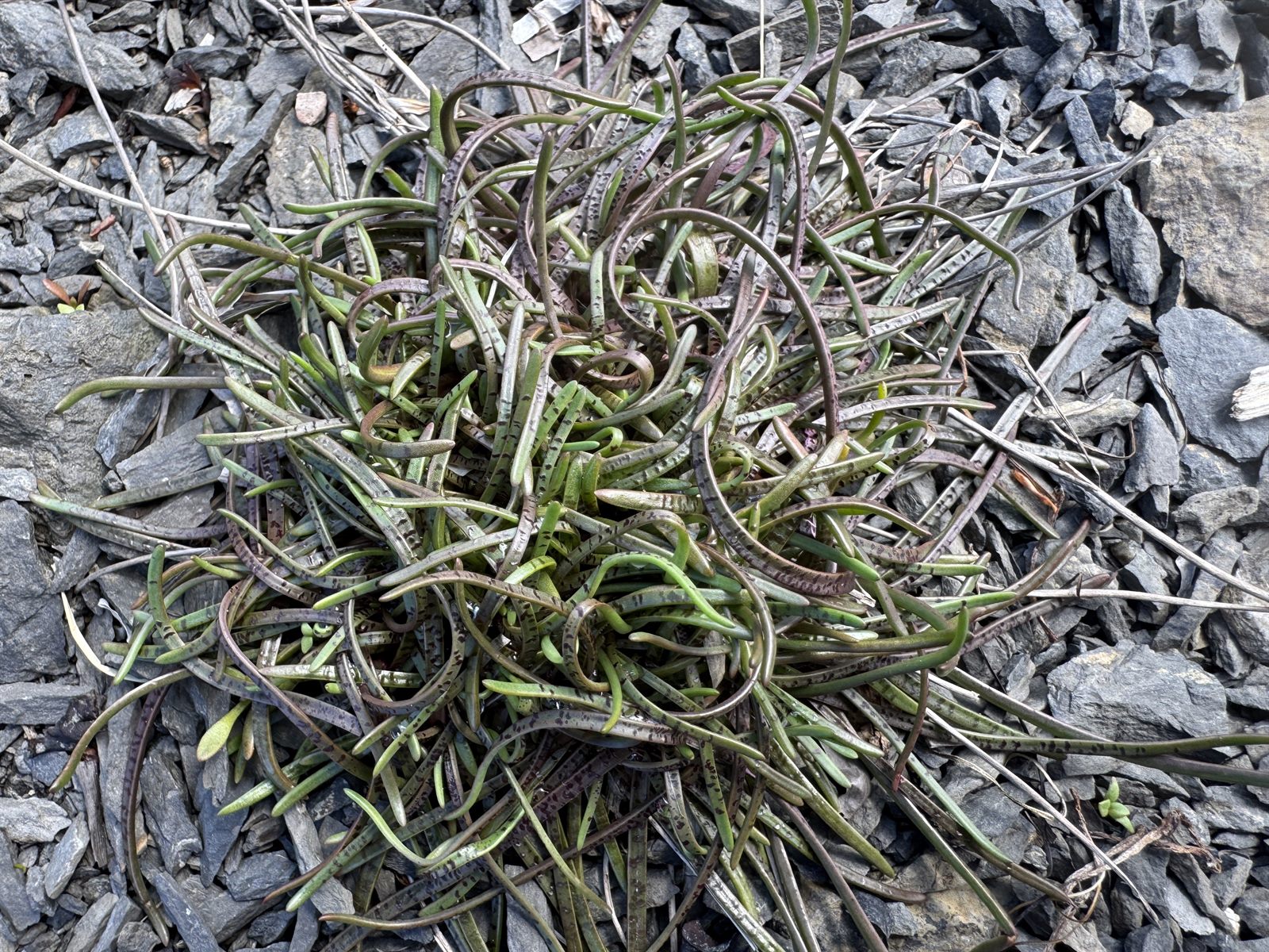Plantago maritima (Sea Plantain) (alternate view 10)