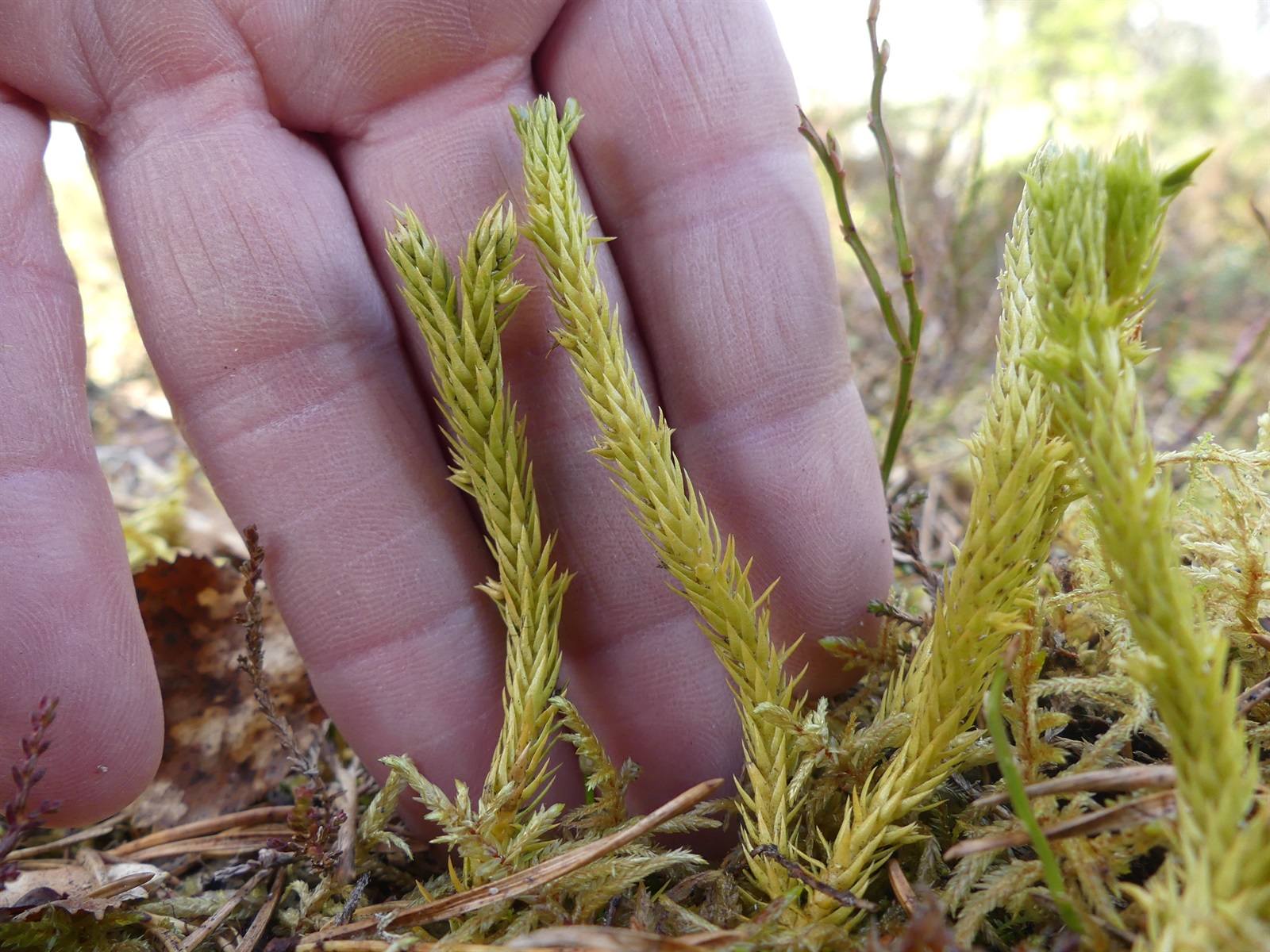 Huperzia selago (northern firmoss) (alternate view 11)