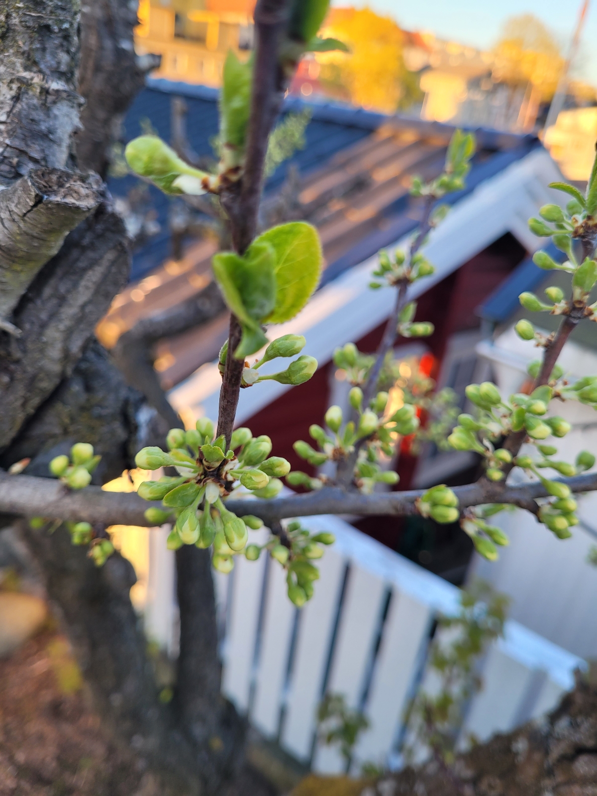 Prunus domestica (European plum) (alternate view 10)