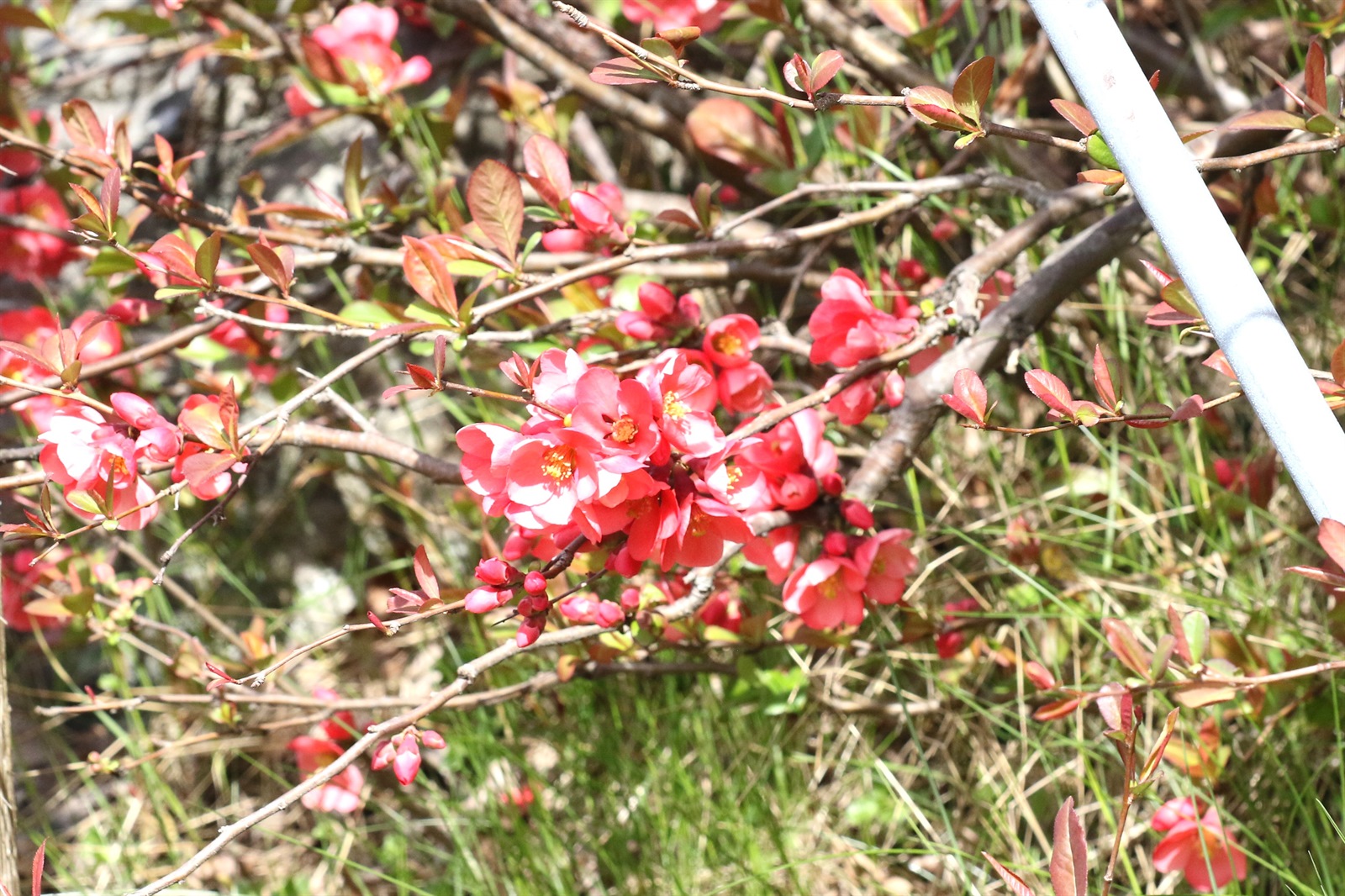 Chaenomeles speciosa (flowering quince) (alternate view 2)
