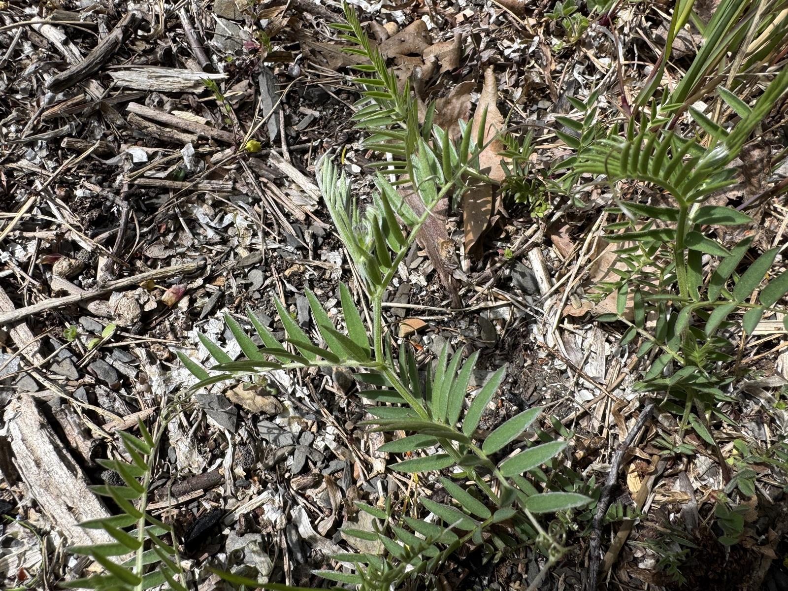 Vicia cracca (tufted vetch) (alternate view 11)