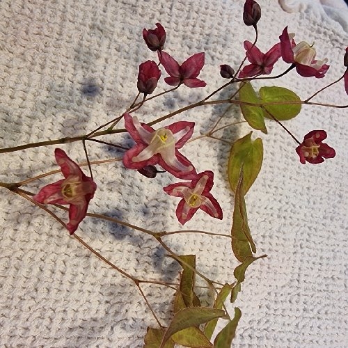 Epimedium (barrenworts)
