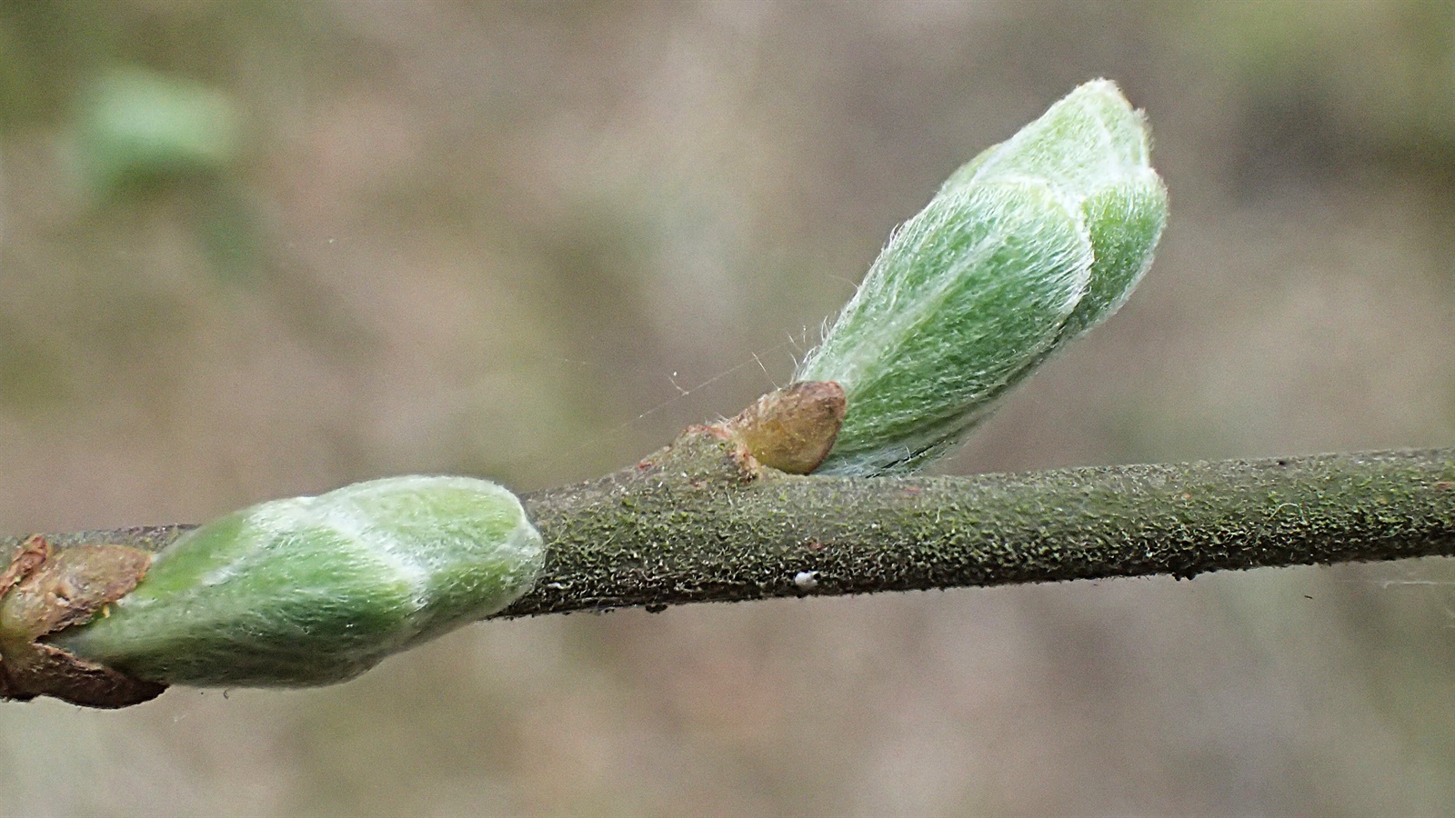 Salix aurita (Eared Willow) (alternate view 13)