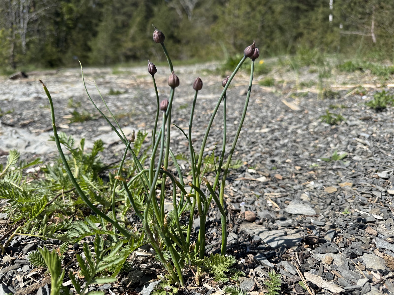 Allium schoenoprasum (Chives) (alternate view 11)