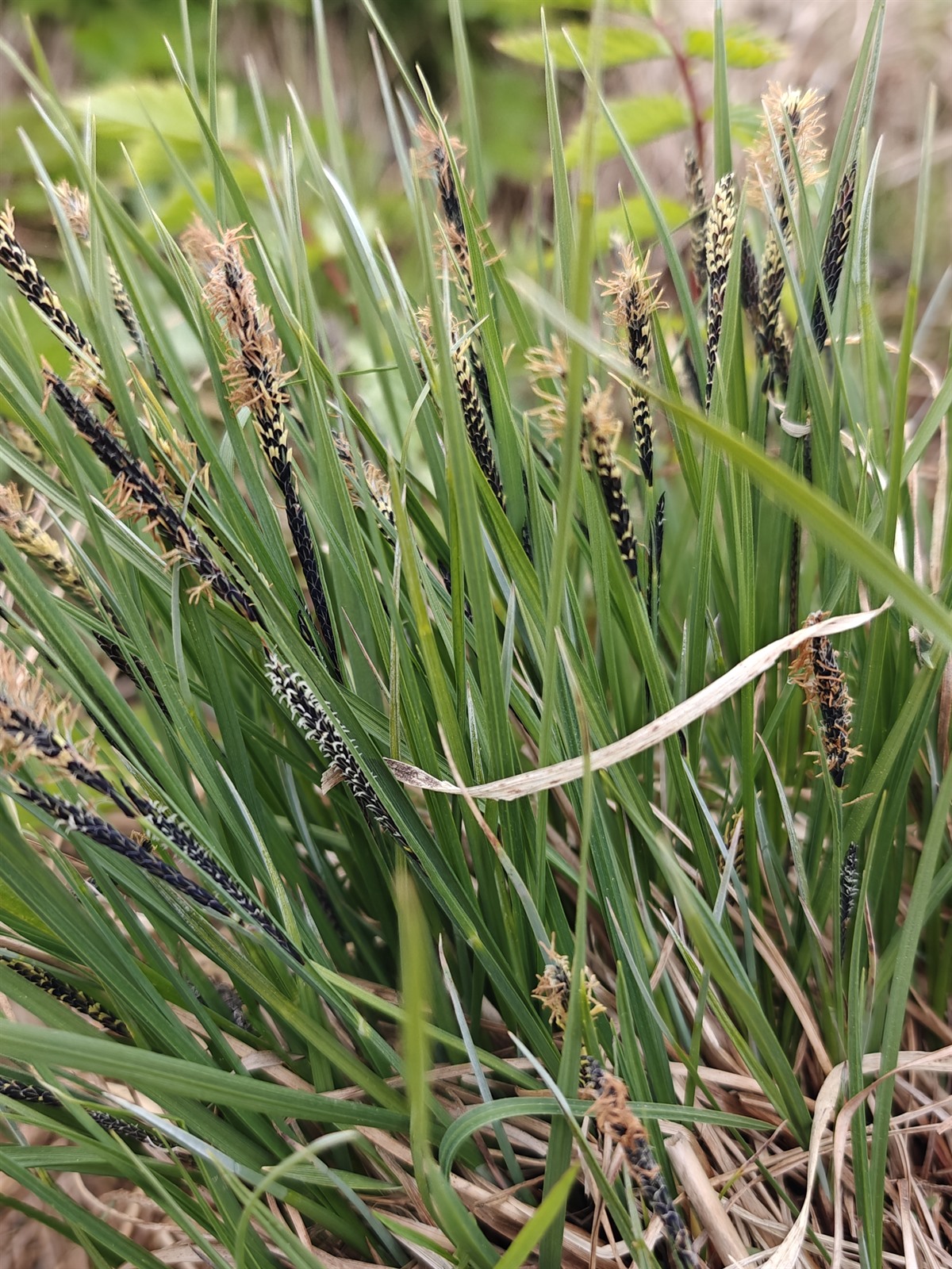 Carex nigra (smooth black sedge) (alternate view 11)